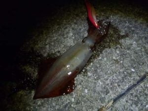 アジュール舞子エギング